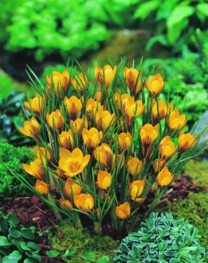 Crocus Bot. Fuscotinctus